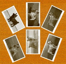 NORWICH TERRIER SET OF SIX