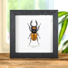 Stag taxidermy beetle frame - stag,