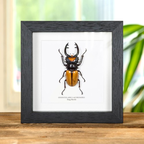 Stag taxidermy beetle frame - beetle,