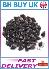 40g aquarium snail - aquarium,