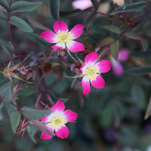 Glauca rose bush - glauca, pink