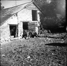 2 Original photo negatives - Cattle and Calves in farmyard -Farmers wife by gate