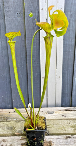 Sarracenia flava var - , cuprea