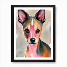 American hairless terrier - terrier, 2