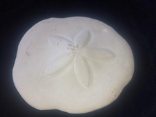 Vintage sand dollar sea urchin