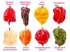 Worlds HOTTEST Chilli - 60