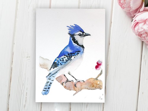 Blue jay bird - jay, watercolor