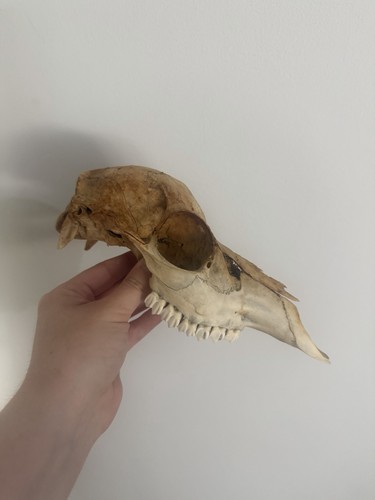 Nature found sika hind - found,