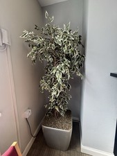 Large Artificial Tree Plant