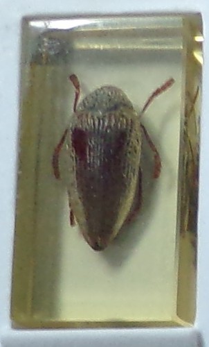 Preserved real insect resin - preserved,