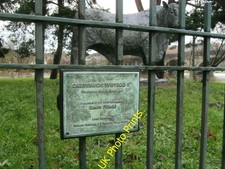 Photo 8x6 Bull behind bars