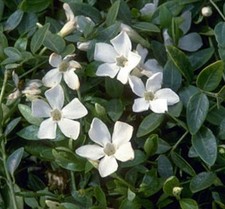 Vinca Minor 'Colada White'