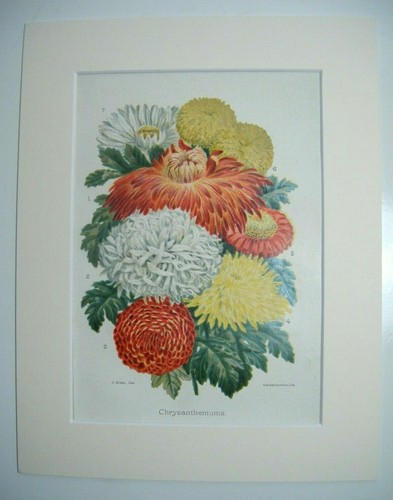 Antique c1880 chromolithograph - antique,