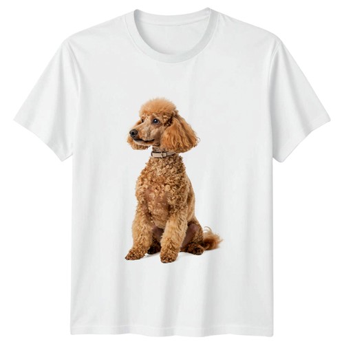 Apricot poodle sitting - apricot,