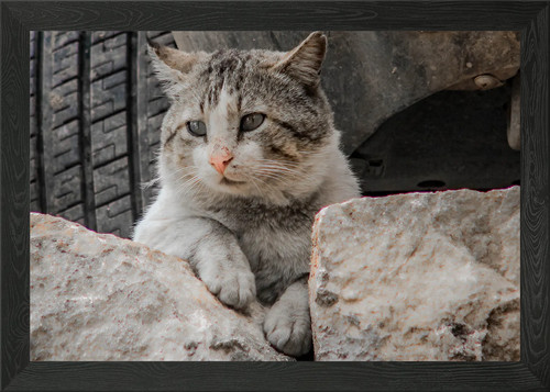 Rock cat framed wall art - wall,