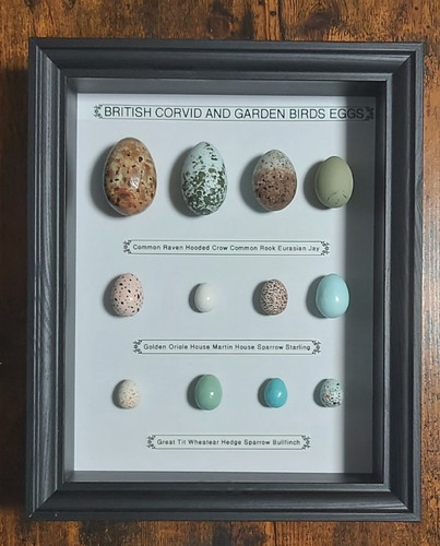 Framed british birds eggs - framed,