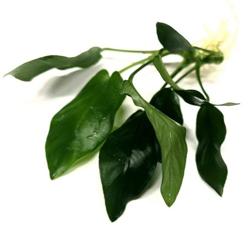 Anubias live aquarium plants - anubias,