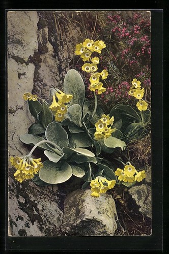 Photochrome 792 primula - no., 792: