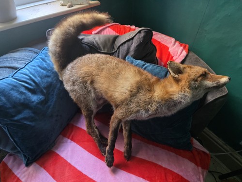 Taxidermy fox animal full - animal, body
