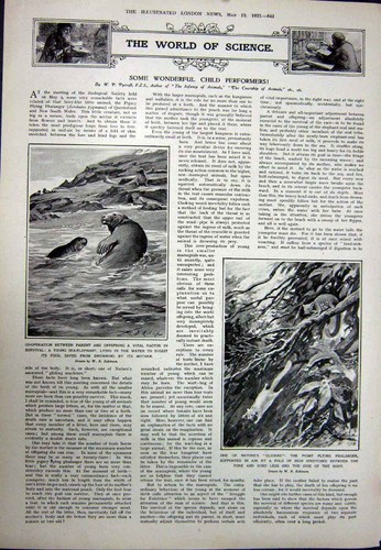 Original old vintage print - vintage,