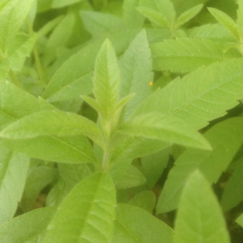 Lemon verbena - lemon,