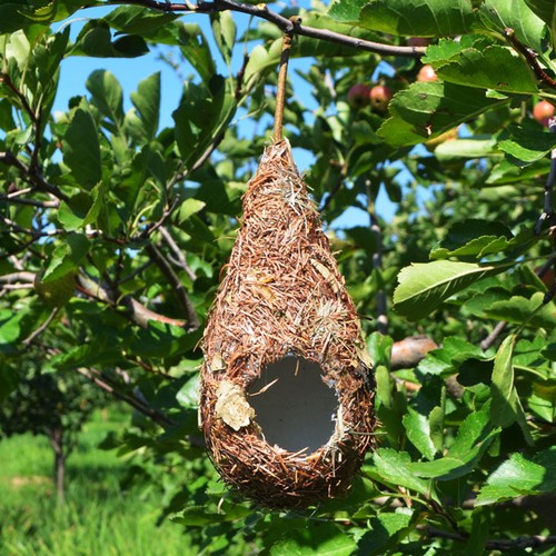 Natural bird nest breeding - bird,
