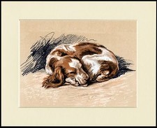WELSH SPRINGER SPANIEL CURLED