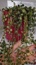 1xstring turtle cuttings - of,