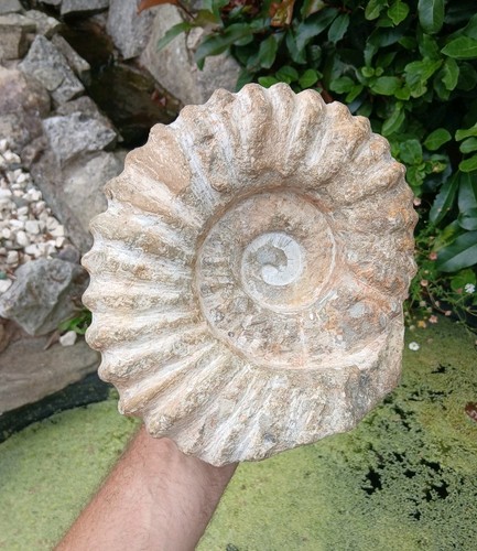 Large fossil ammonite 6kg - x, 5.6kg