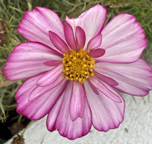 Fothergill cosmos sweet - fothergill’s,