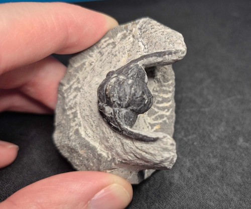 Large 48mm cornuproetus - 48mm,