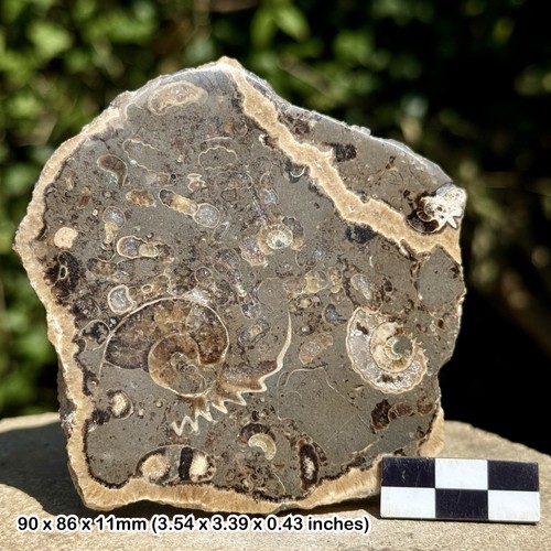 Promicroceras ammonite fossil - promicroceras,
