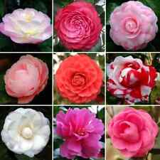 3X CAMELLIA PLANT SHRUBS MIXED FLOWERS 9cm POTS EVERGREEN PINK RED WHITE CREAM