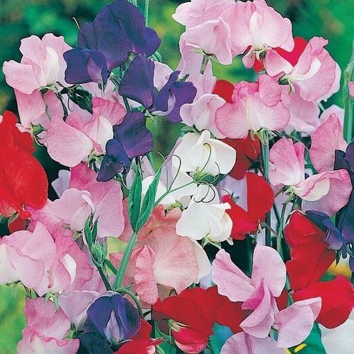 Sweet pea flower seed old - flower,