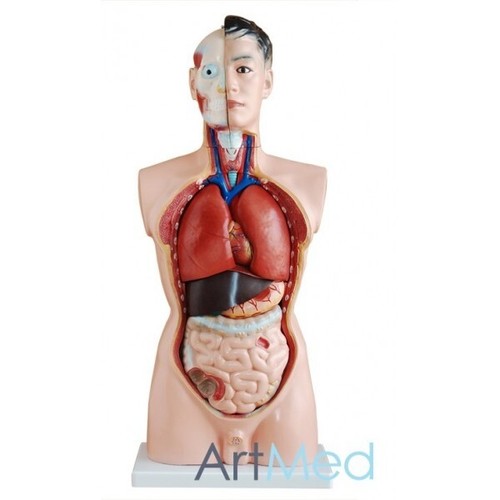 Model anatomy professional - model,