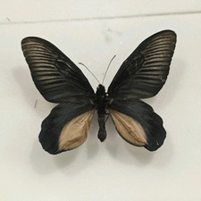 Atrophaneura dixoni Set
