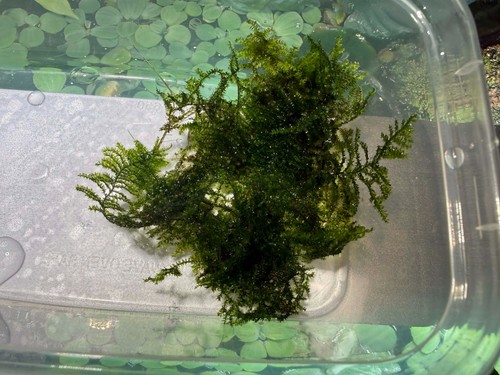 Java moss safe - (20g), for