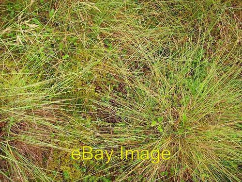 Photo 6x4 bogland close up - in,
