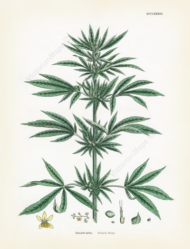 Antique botanical print - , hemp