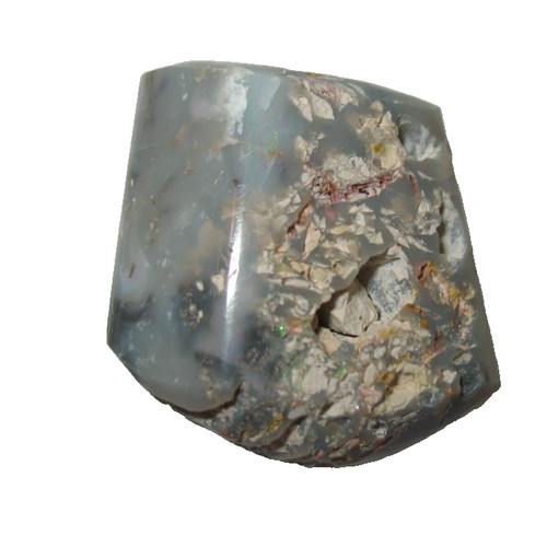 Cretaceous australian fossil - cretaceous,