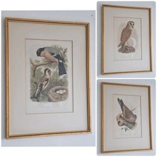 Original Coloured Lithograph