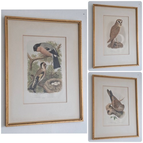 Original coloured lithograph - original,