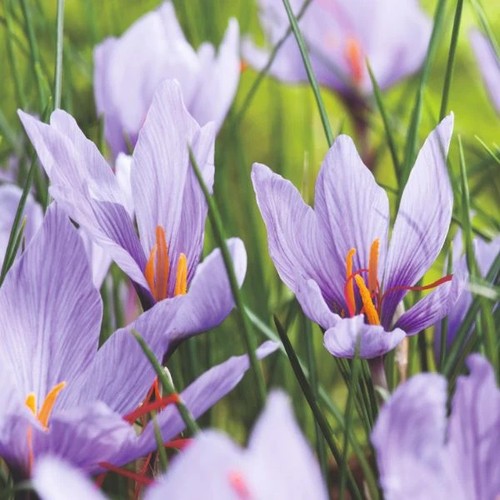 15x premium saffron crocus - 15x,