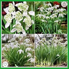 50 Double Snowdrops Organic English Spring Flowering plant now ready for Spring