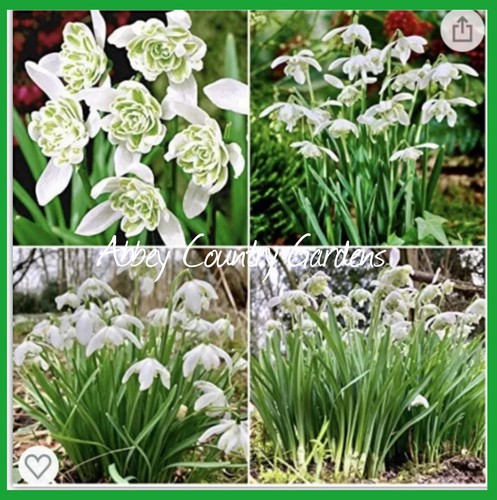 100 english double - double, snowdrops