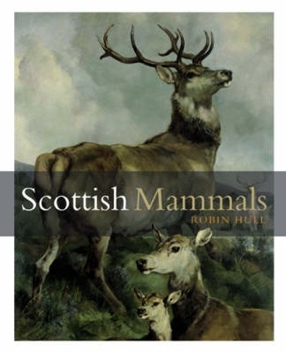 Scottish mammals hull robin - scottish, mammals,