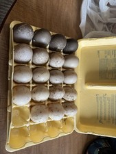24++ Fertile Cayuga Duck Eggs