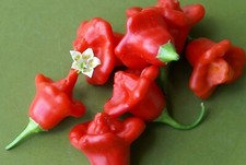 Jamacian red mushroom pepper - red,