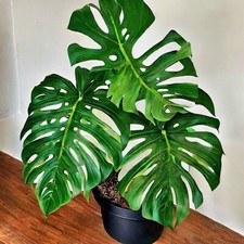 Monstera Deliciosa Swiss