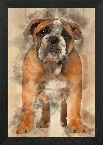 English bulldog puppy - bulldog,